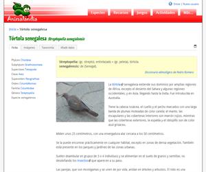 Tórtola senegalesa (Streptopelia senegalensis)