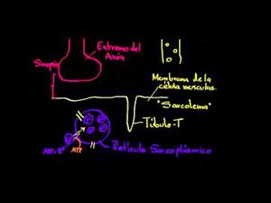 Rol del retículo sarcoplásmico en las células musculares (Khan Academy Español)