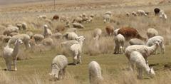 Las  70  alpacas o  sumas  y  divisiones  de  unos  pastores - Elmo Ledesma Zamora (PerúEduca)