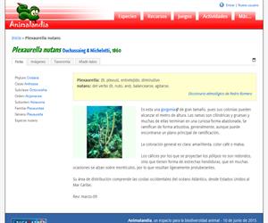 Plexaurella nutans (Plexaurella nutans)
