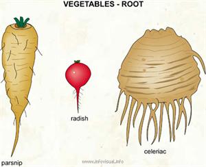 Vegetables - root (2)  (Visual Dictionary)