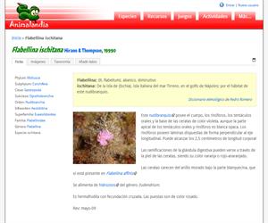 Flabellina ischitana (Flabellina ischitana)
