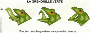 La grenouille verte (Dictionnaire Visuel)