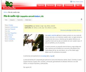 Pito de cuello rojo (Campephilus rubricollis)