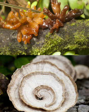 Fungi Biodiversity
