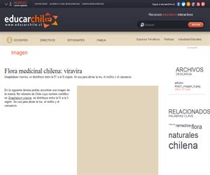 Flora medicinal chilena: viravira (Educarchile)