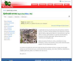 Ajedrezada serrana (Pyrgus alveus)