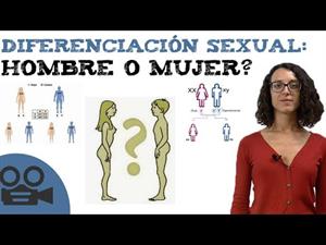 Diferenciación sexual: ¿hombre o mujer?