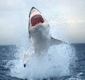 Gran tiburón blanco volando (TuDiscovery.com)