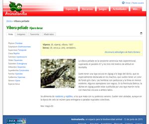 Víbora pelíade (Vipera berus)