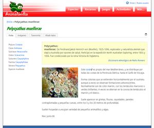Polycyathus muellerae (Polycyathus muellerae)