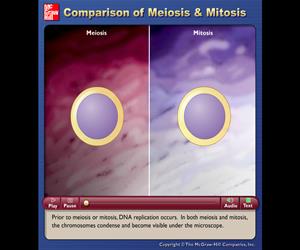 Video: Comparación entre Mitosis y Meiosis