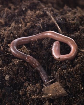 Earthworms and Light: Do Worms Prefer Darkness?