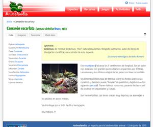 Camarón escarlata (Lysmata debelius)