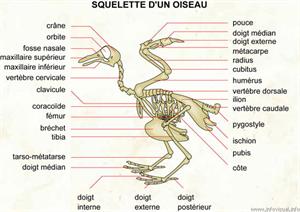 Squelette d'un oiseau (Dictionnaire Visuel)