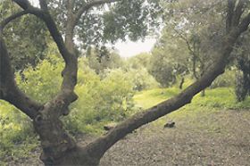 Otros bosques: chaparral o mediterráneo