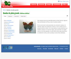 Bandas de plata grande (Childrena childreni)