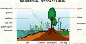 Marsh  (Visual Dictionary)