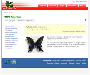 Arturo (Papilio arcturus)