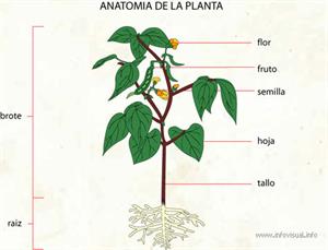 Anatomia de la planta (Diccionario visual) - Didactalia: material educativo