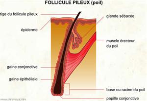 Follicule pileux (poil) (Dictionnaire Visuel)