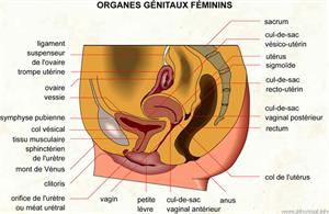 Organes génitaux féminins (Dictionnaire Visuel)