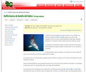 Delfín hocico de botella del Índico (Tursiops aduncus)