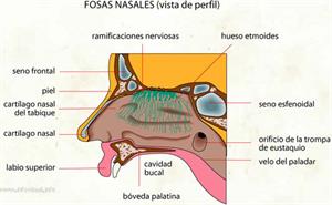 Fosas nasales (Diccionario visual)