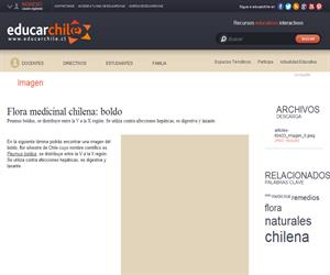 Flora medicinal chilena: boldo (Educarchile)