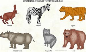 Animales (Diccionario visual)