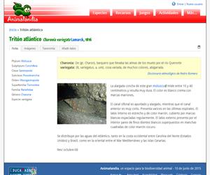Tritón atlántico (Charonia variegata)