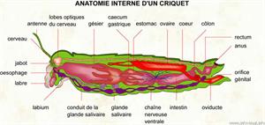 Criquet (Dictionnaire Visuel)
