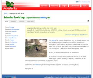 Estornino de cola larga (Lamprotornis mevesii)