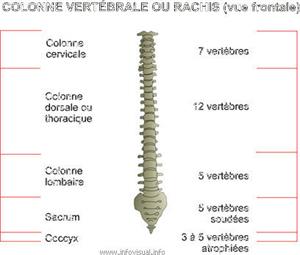 Colonne vertébrale (Dictionnaire Visuel)
