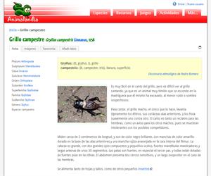 Grillo campestre (Gryllus campestris )