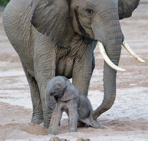 Elefante recién nacido. Newborn Baby Elephant (Wild Nature Institute)