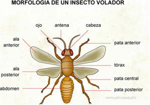 Insecto (Diccionario visual)
