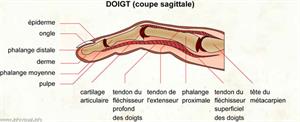 Doigt (Dictionnaire Visuel)