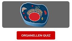 Organellen Quiz. Juego de las partes de la célula