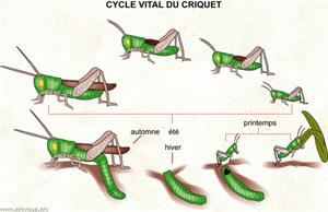 Cycle vital du criquet (Dictionnaire Visuel)