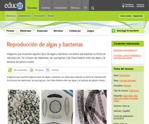 Reproducción de algas y bacterias