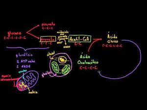 Ciclo de krebs o del ácido cítrico (Khan Academy Español)
