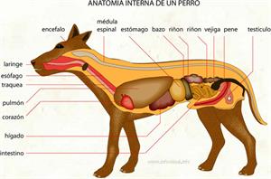 Anatomia interna de un perro (Diccionario visual)