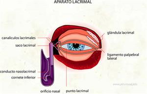 Aparato lacrimal (Diccionario visual)