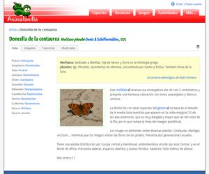 Doncella de la centaurea (Melitaea phoebe)