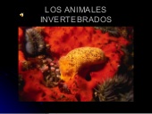Animales invertebrados: insectos, crustáceos, arácnidos, moluscos y equinodermos