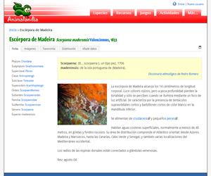 Escórpora de Madeira (Scorpaena maderensis)