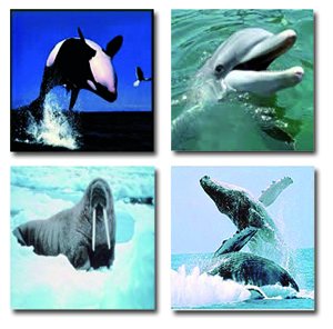 Balenes i altres animals marins