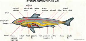 Internal anatomy of a shark  (Visual Dictionary)