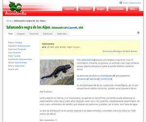 Salamandra negra de los Alpes (Salamandra atra)